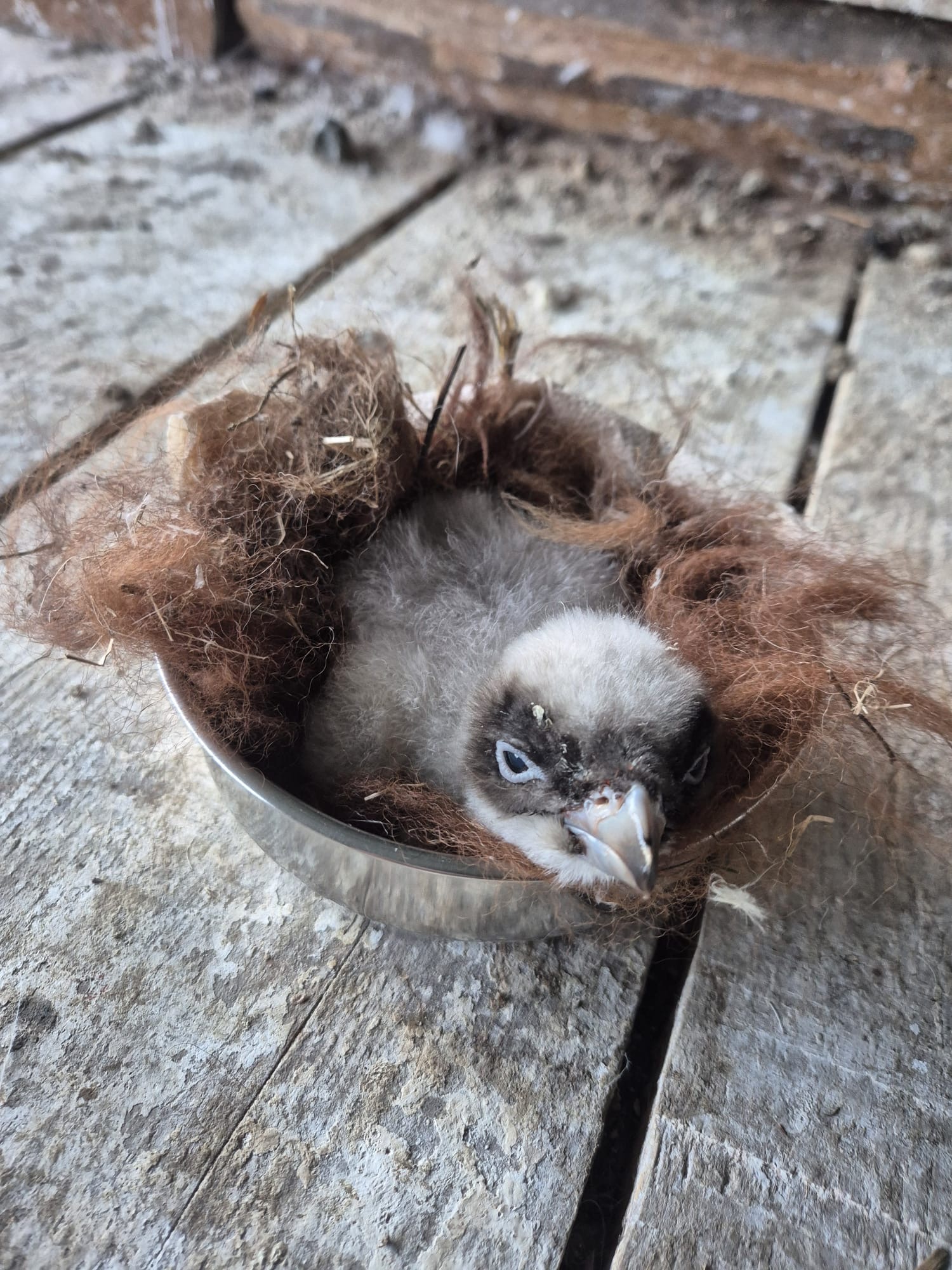 First Bearded Vulture chick of the season 25-26 © Parc Animalier des Pyrénées