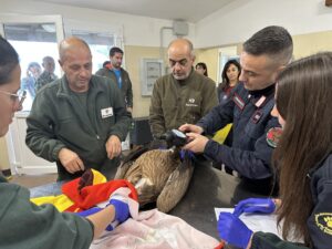 three men and two women checking a Griffon Vulture