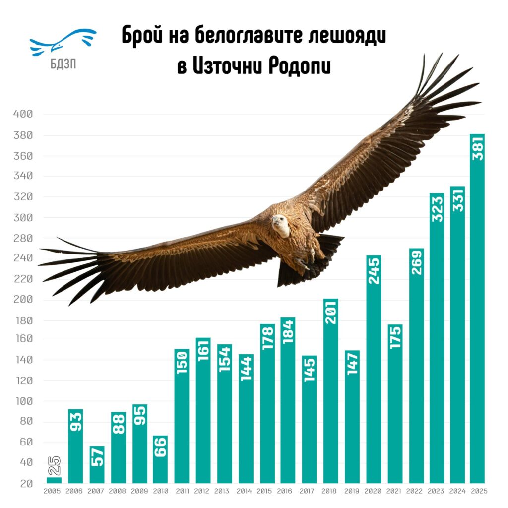 Graph depicting the growing number of Griffon Vultures recorded in the Rhodope Mountains from 2005 to 2025