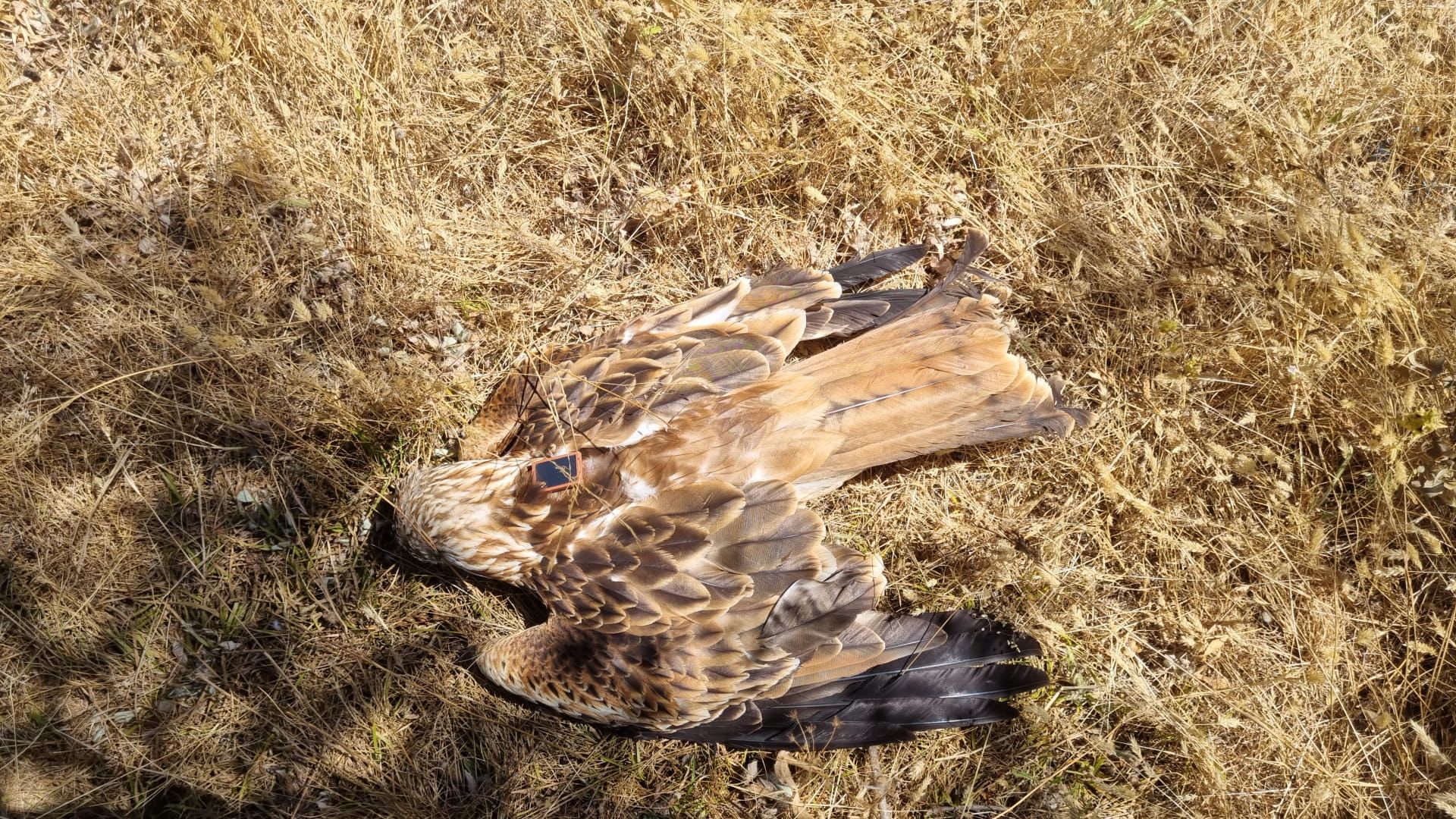 A red kite killed in a suspected case of poisoning, detected as part of Palombar's Sentinels project in 2023. ©Palombar