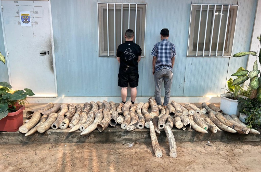 Ivory seized in Angola © Interpol