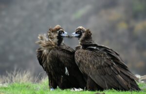 Two adult cinereous vultures facign ech other