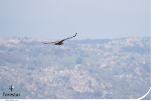 Griffon Vulture in flight