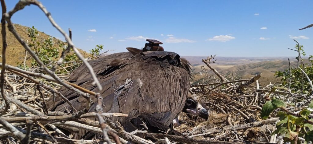 Cinereous Vulture “Asu” in its nest in Kazakhstan © Igor Karyakin
