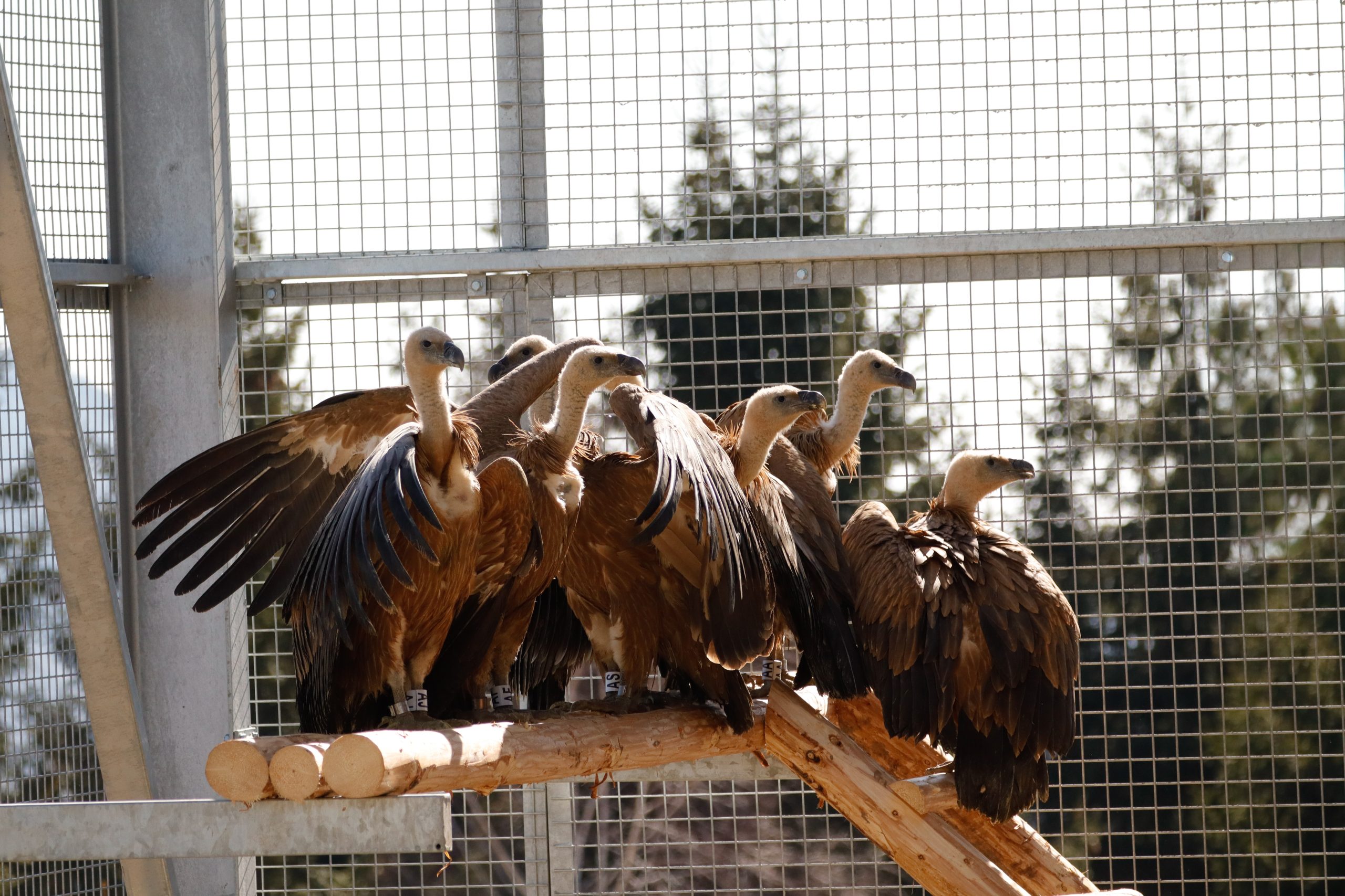 Griffon Vultures in the acclimatisation aviary © Foundation Conservation Carpathia