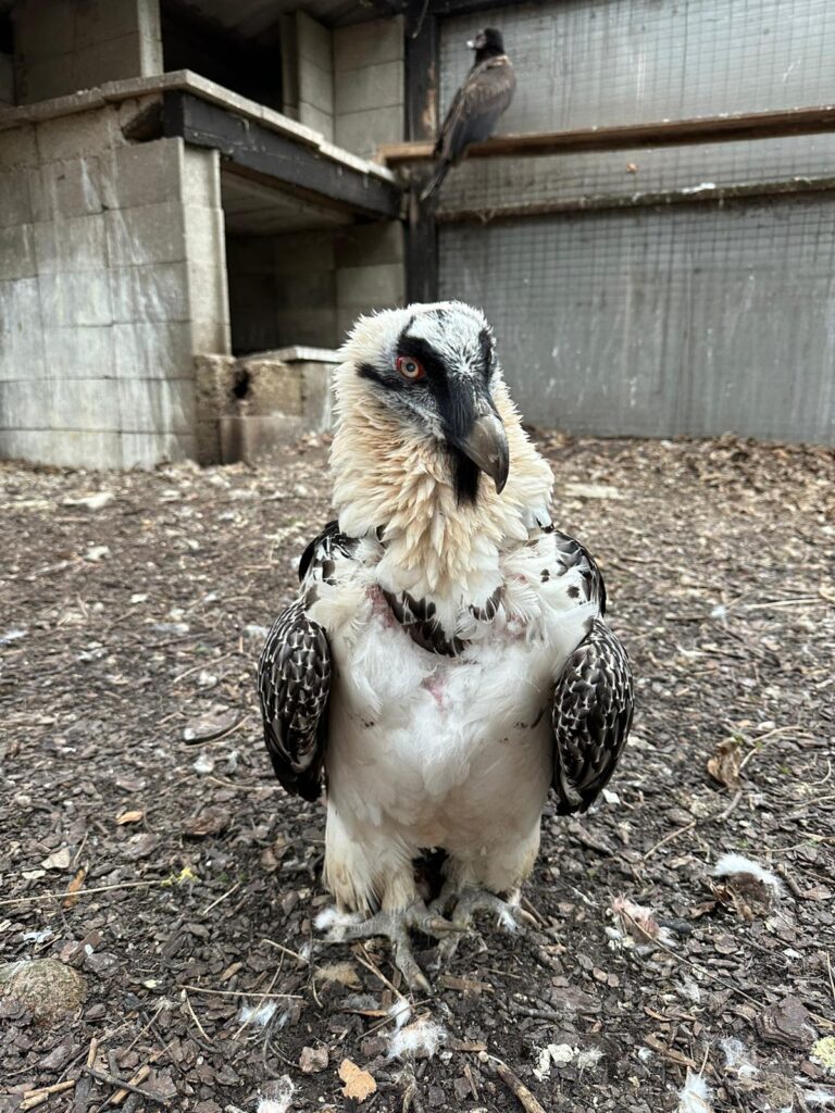 Bearded Vulture BG006 with her companion seen at the back © RFZ