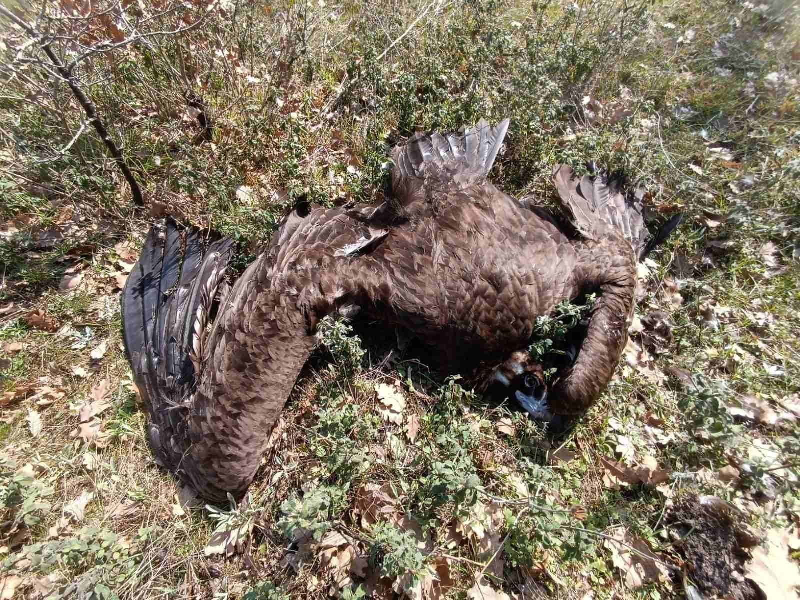 dead Cinereous Vulture on the ground