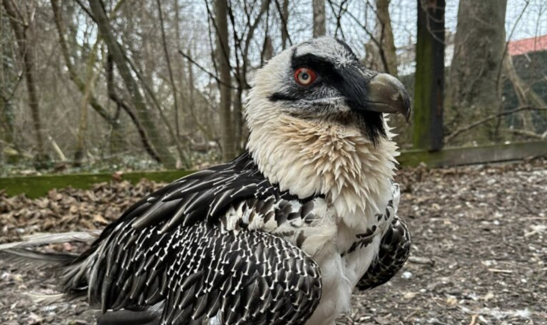 Bearded Vulture BG006 cover