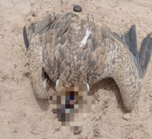 Griffon Vulture beheaded in Senegal