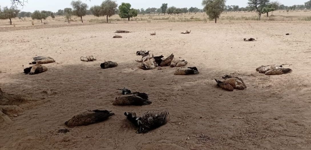 several Griffon and Ruppel's vultures dead in a field in Senegal