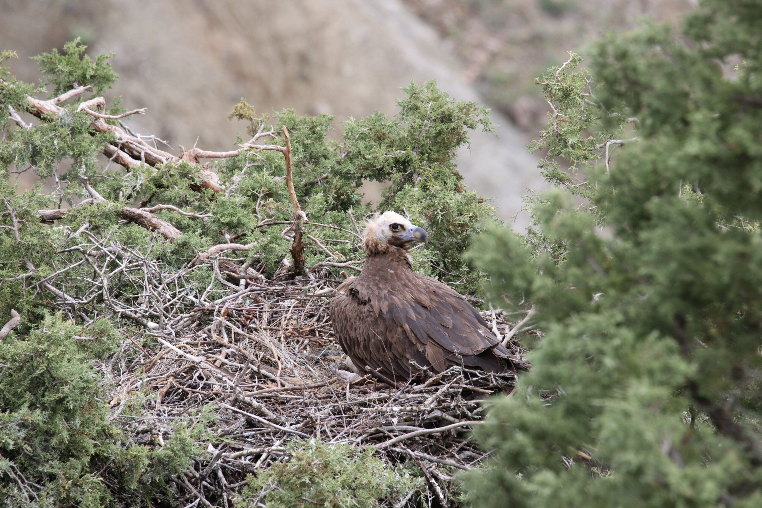 Cinereous Vulture in a nest in Armenia