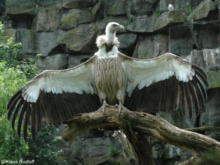 Himalayan Griffon Vulture sunbathing
