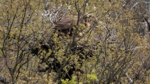 First Cinereous Vulture breeding in Bulgaria's Rhodopes Mountains