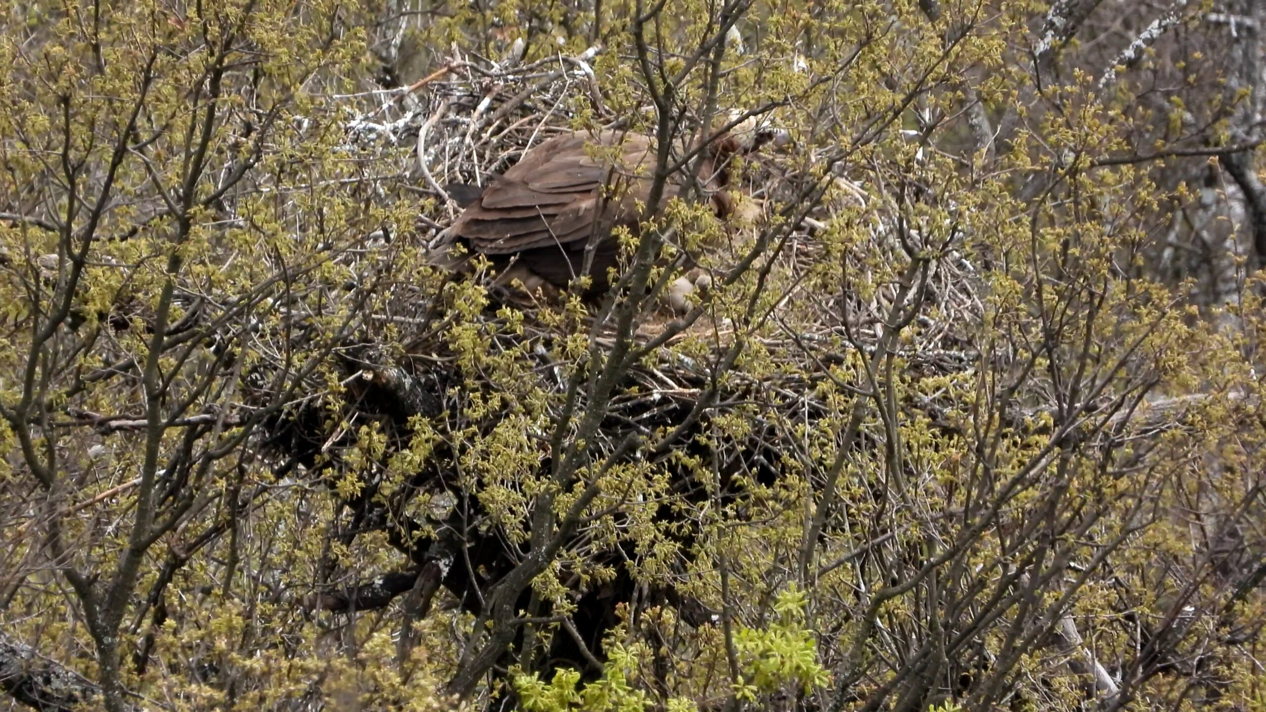 First Cinereous Vulture breeding in Bulgaria's Rhodopes Mountains
