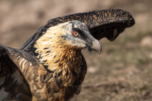 Bearded Vulture © Hansruedi Weyrich