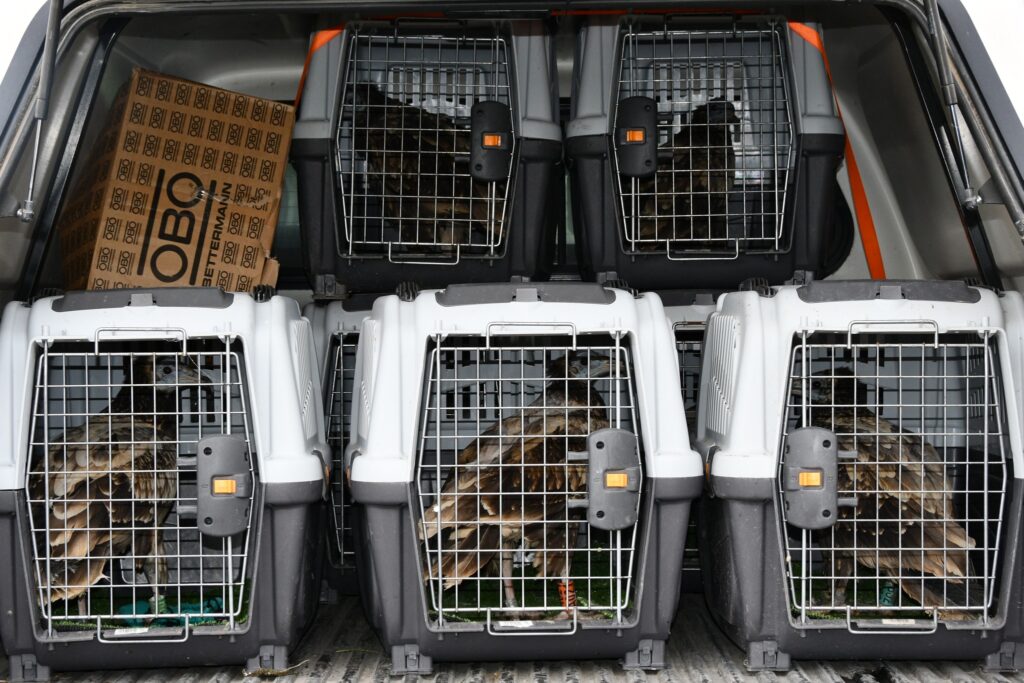 Taking Egyptian Vultures to the aviary © Yordanka Goranova - Lukanova, BSPB 