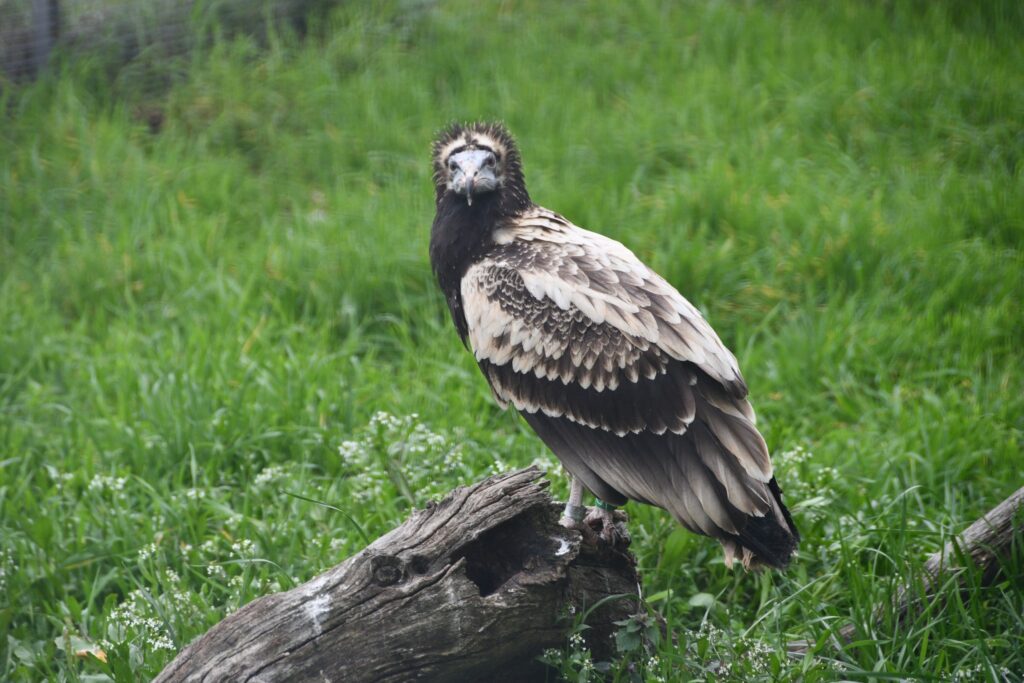 Egyptian Vultures in the aviary © Yordanka Goranova - Lukanova, BSPB 2