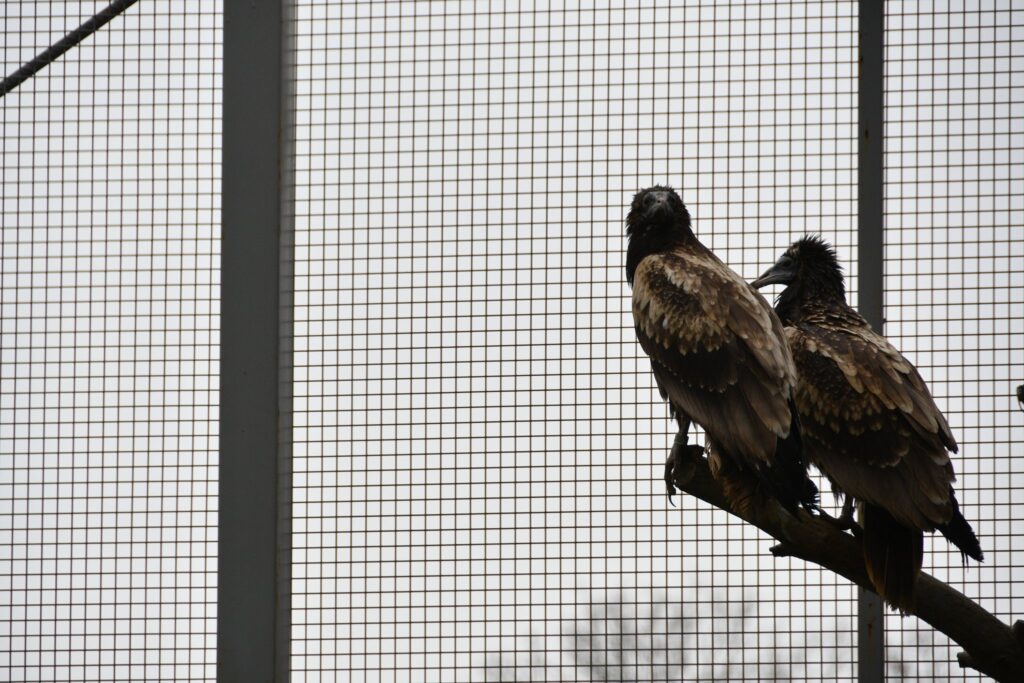 Egyptian Vultures in the aviary © Yordanka Goranova - Lukanova, BSPB 2