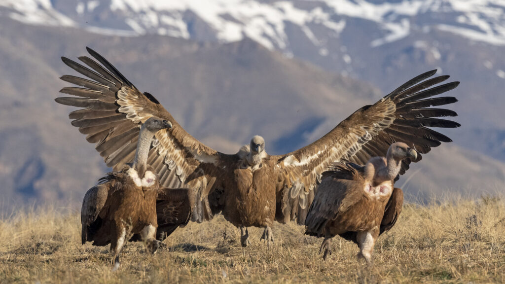 three griffon vultures on the ground. two are walking, one has its wings open. mountins in the background