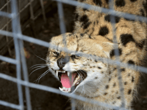 Servals and savannah cats are now among the top five most commonly rescued exotic animals in Spain and Europe.
