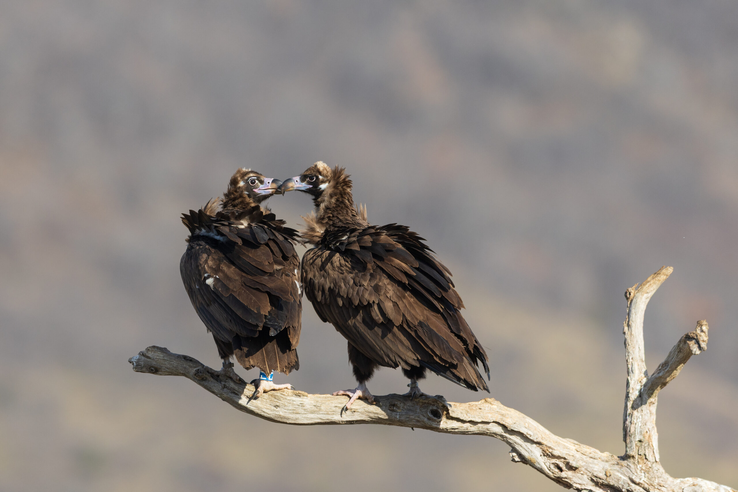 Two Cinereous Vultures on a branch, touching beaks