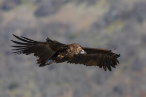 a cinereous vulture flying