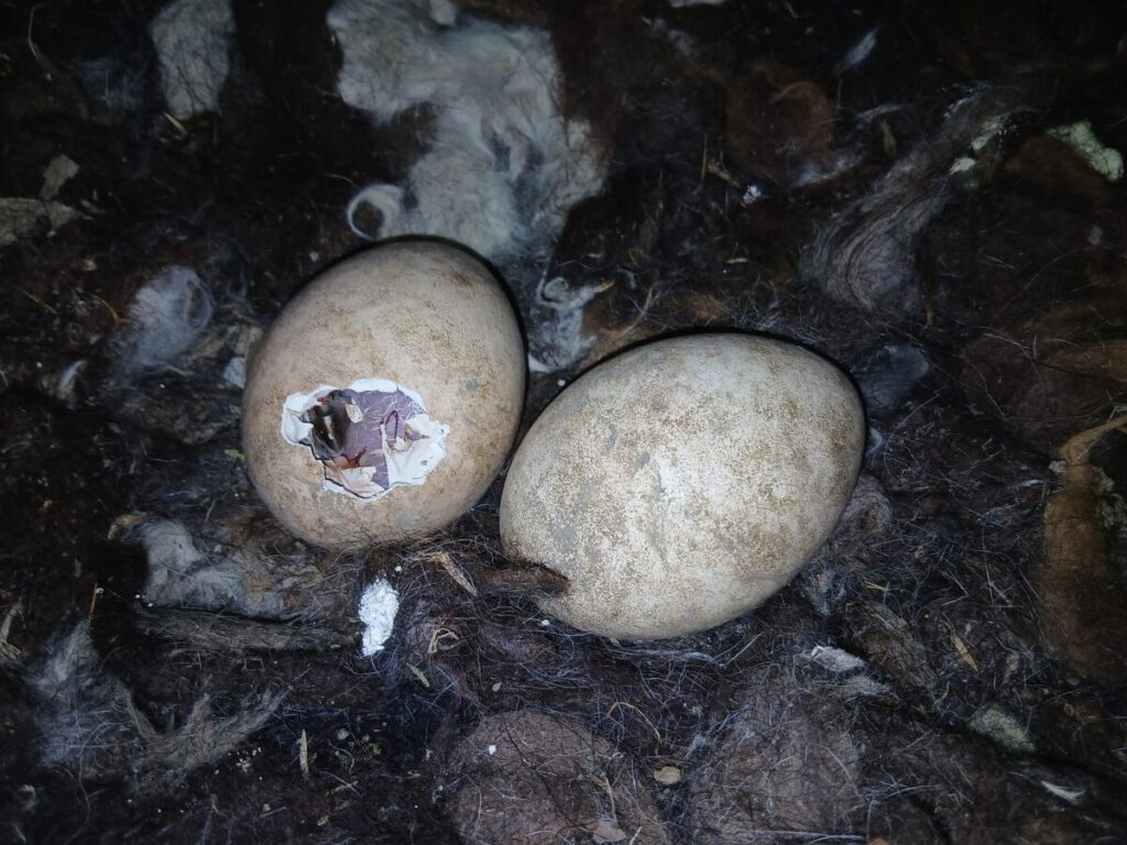 Bearded Vulture Sliven hatching © Green Balkans