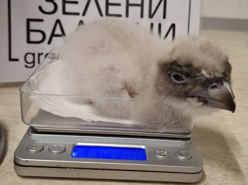 Bearded Vulture Sliven in his first days © Green Balkans