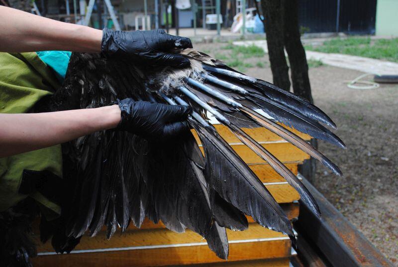 Bleaching a unique set of feathers for identification © Green Balkans