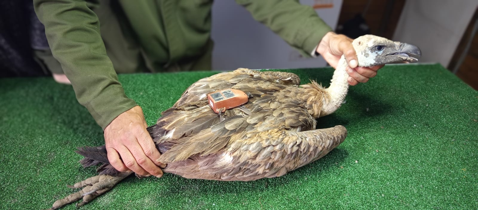White-Backed vulture hold on a table and fitted with a GPS