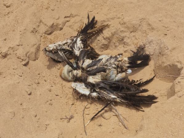 Dead white-backed vulture on a beach