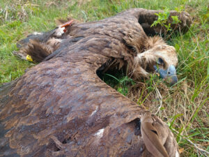 a dead cinereous vulture laying on the ground