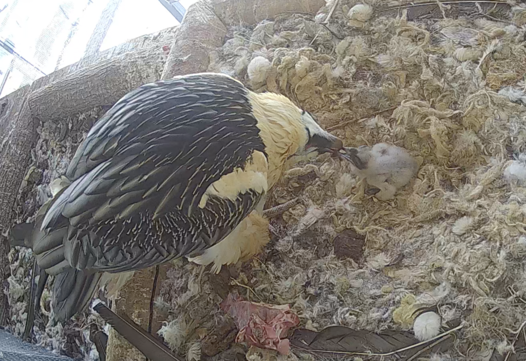 Aïnat feeding the chick © VCF