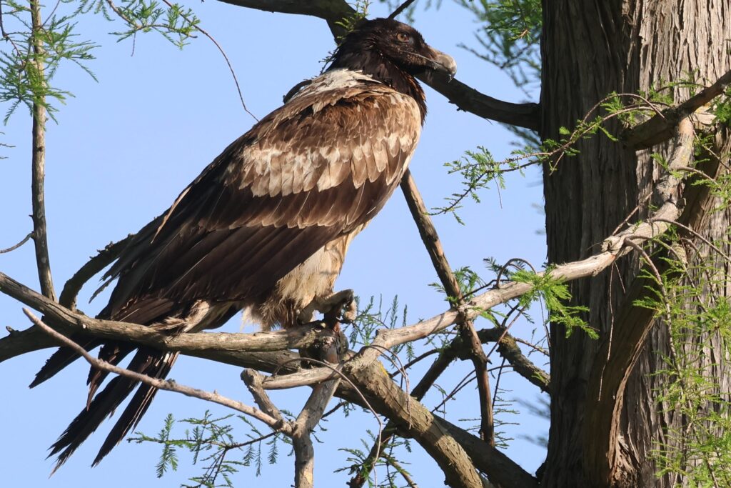 Bearded Vulture Pater in Rotterdam © Vincent Hart