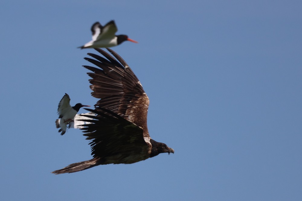 Bearded Vulture Pater in Ameland © Jaap Eerdmans