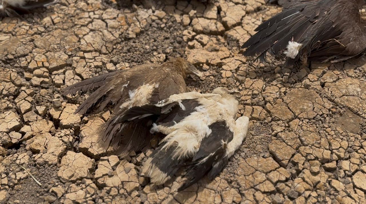 Corpses of Hooded Vulture and Palm-nut vulture on the ground
