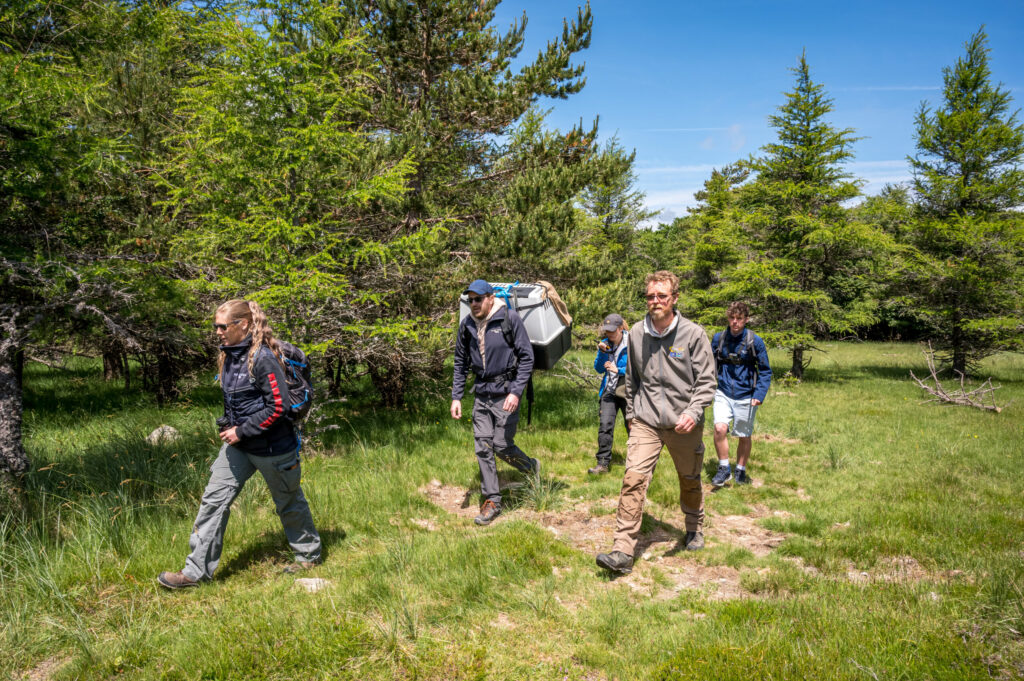 Releasing the Bearded Vultures © O.Prohin-PNC