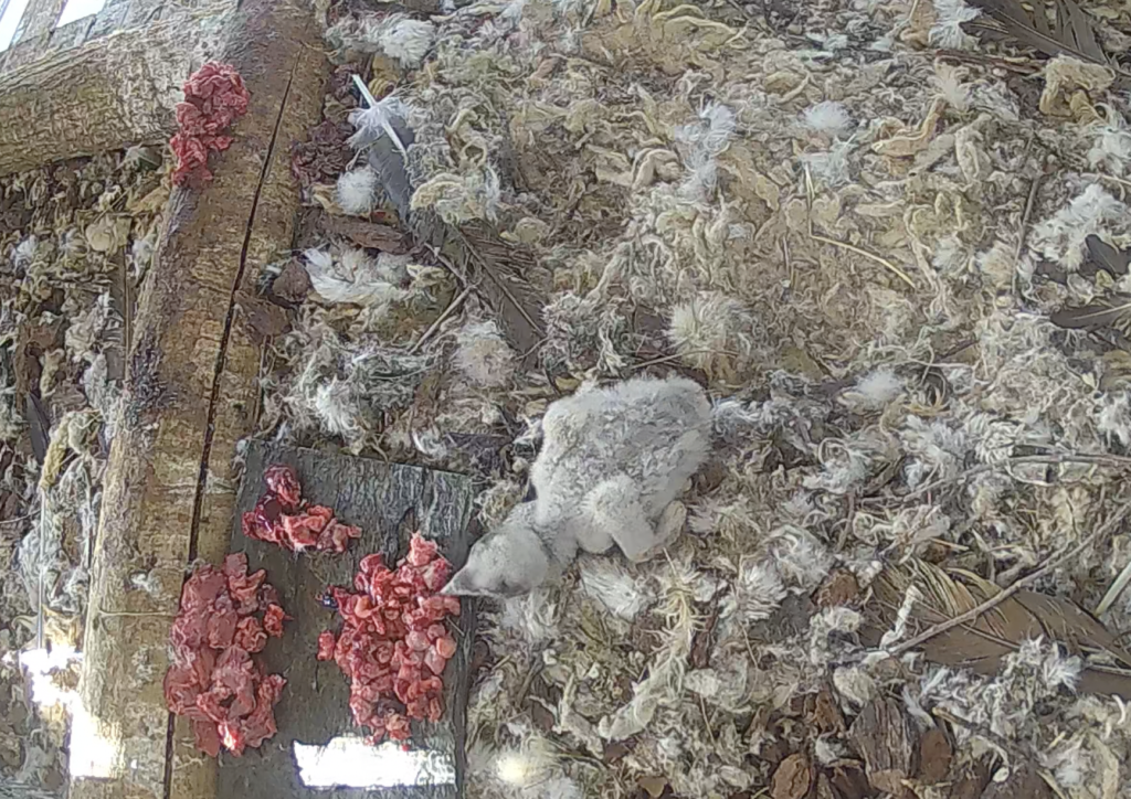The chick feeding on its own © VCF