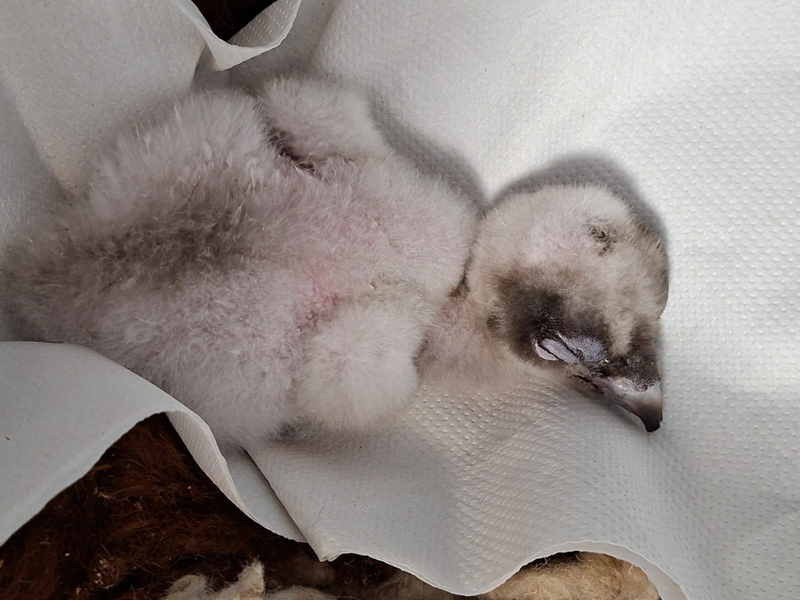 Bearded Vulture chick BG1323 © VCF